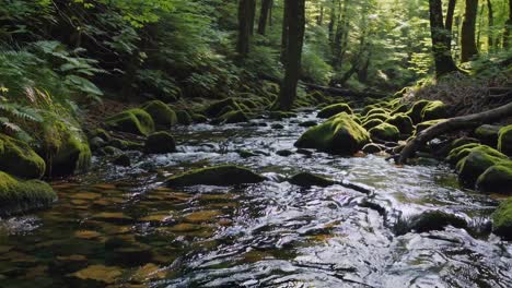 serene forest stream meandering over moss covered rocks, sunlight gently filtering through verdant canopy, creating tranquil woodland landscape with soft water flow and lush greenery