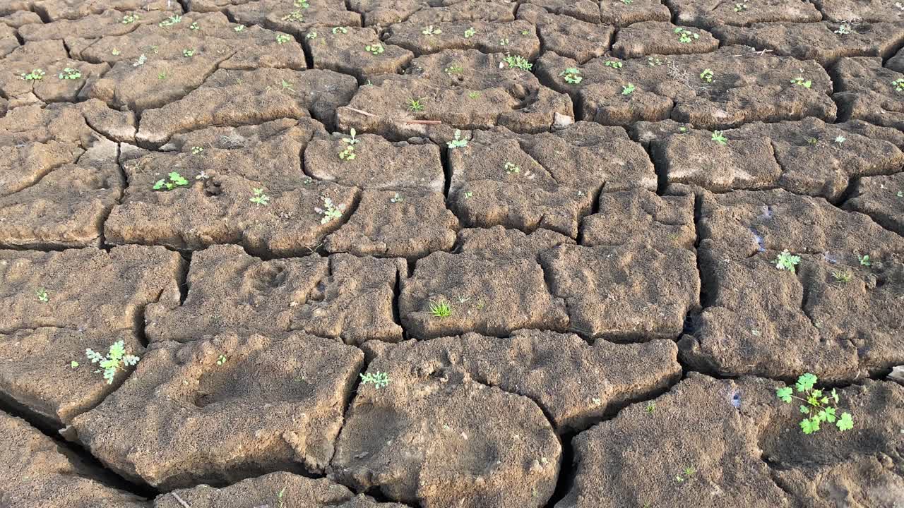 planta que brota en terreno de suelo de mus agrietado seco, primer plano, inclinación hacia abajo revelada