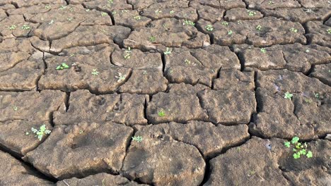 Planta-Que-Brota-En-Terreno-De-Suelo-De-Mus-Agrietado-Seco,-Primer-Plano,-Inclinación-Hacia-Abajo-Revelada