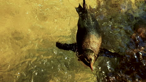 Einzelner-Felsenpinguin-Schwimmt-Im-Bach