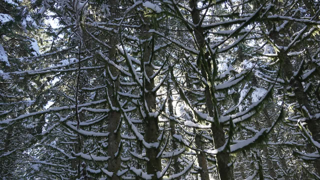 Snow covered fir tree forest woodland nature winter cold weather Vosges France