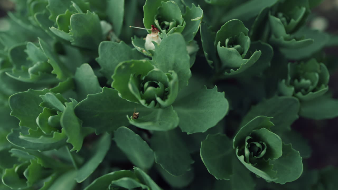 arbusto verde que crece entre otras plantas. plantas de color verde oscuro en el bosque oscuro.