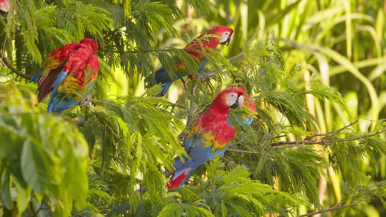 Noisy flock of Scarlet Macaws basking and preening at top of a bright green tree in the Peruvian rain forest