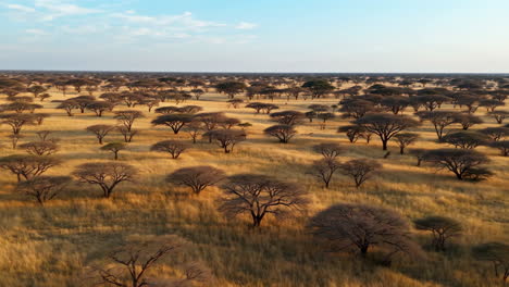 aerial view of a vast savanna landscape with trees