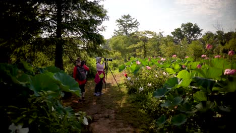 Steadicam-motion-of-a-photographers-taking-photos-and-handling-cameras-among-lotus-flowers