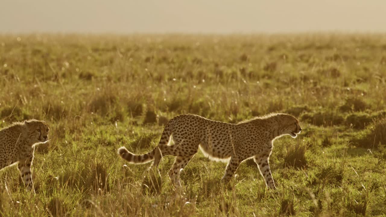 animales cazando, dos guepardos en una caza en áfrica, animales de safari de vida silvestre africana en masai mara, kenia, caminando y acechando en la hermosa sabana hierba larga en masayi mara, comportamiento animal