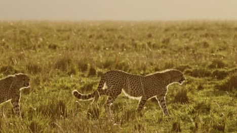 animales cazando, dos guepardos en una caza en áfrica, animales de safari de vida silvestre africana en masai mara, kenia, caminando y acechando en la hermosa sabana hierba larga en masayi mara, comportamiento animal