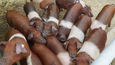 danish protest pigs in stall being fed: top shot, slow motion