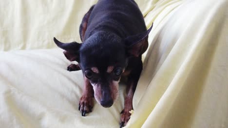 Cute-Mini-Pinscher-Dog-Jumps-to-the-Front-Screen-in-Slow-Motion-Closeup-Animal