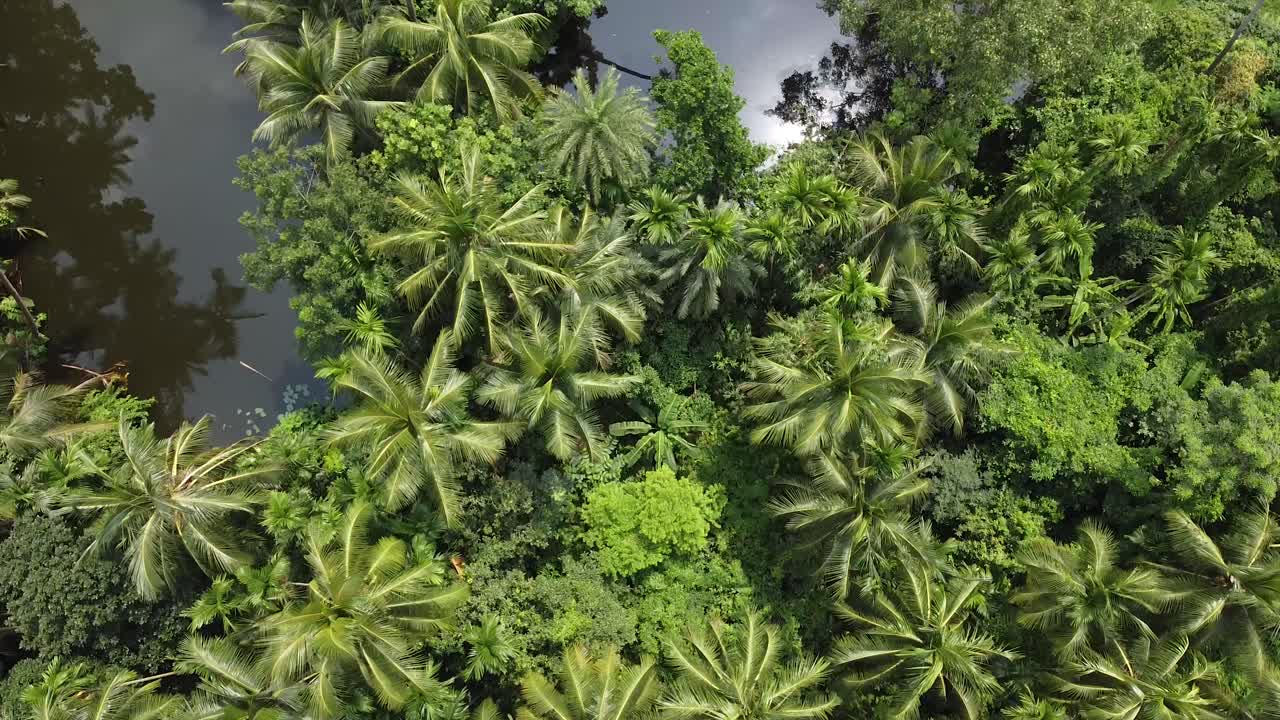 Deep green forest at rainy season 