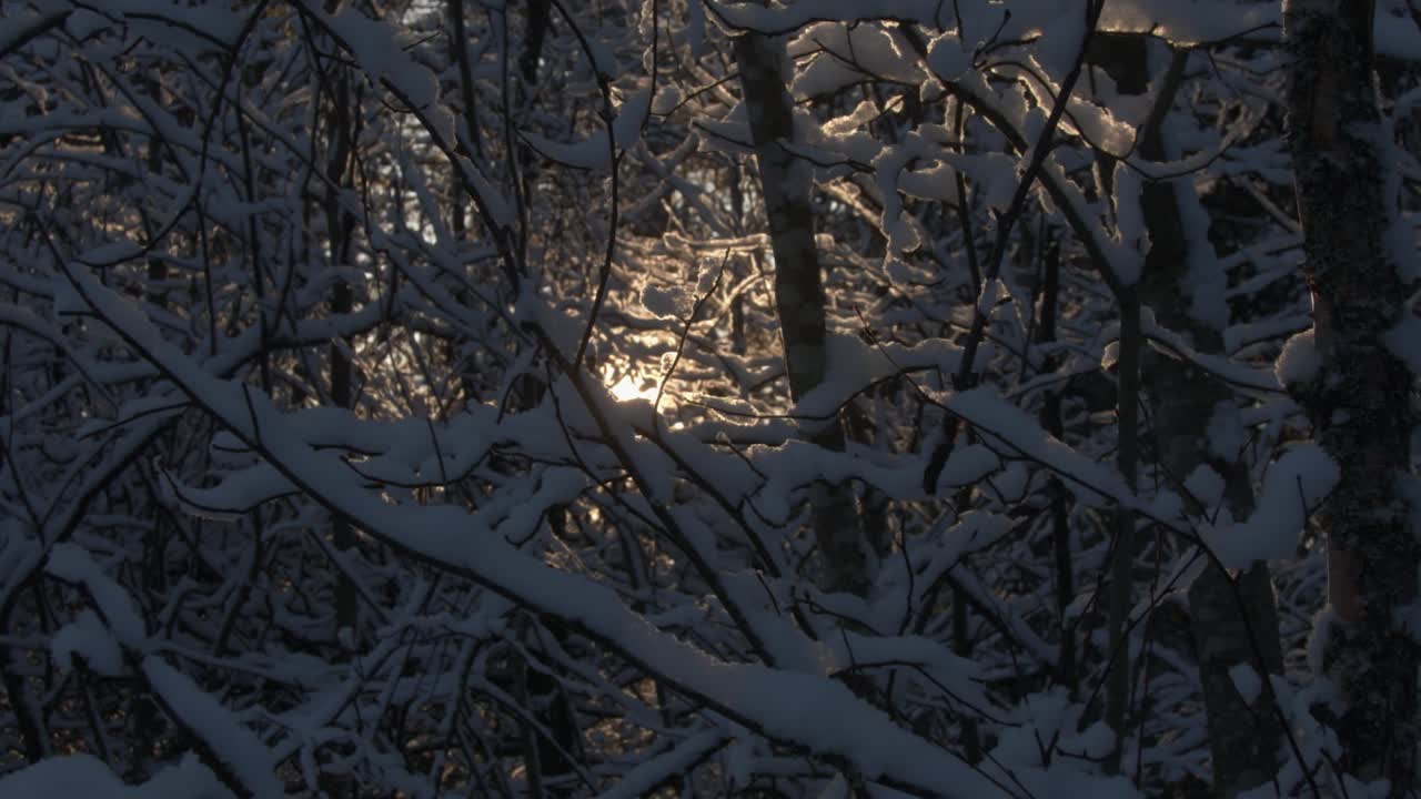 лучи солнца сквозь заснеженные ветви деревьев в лесу в финляндии