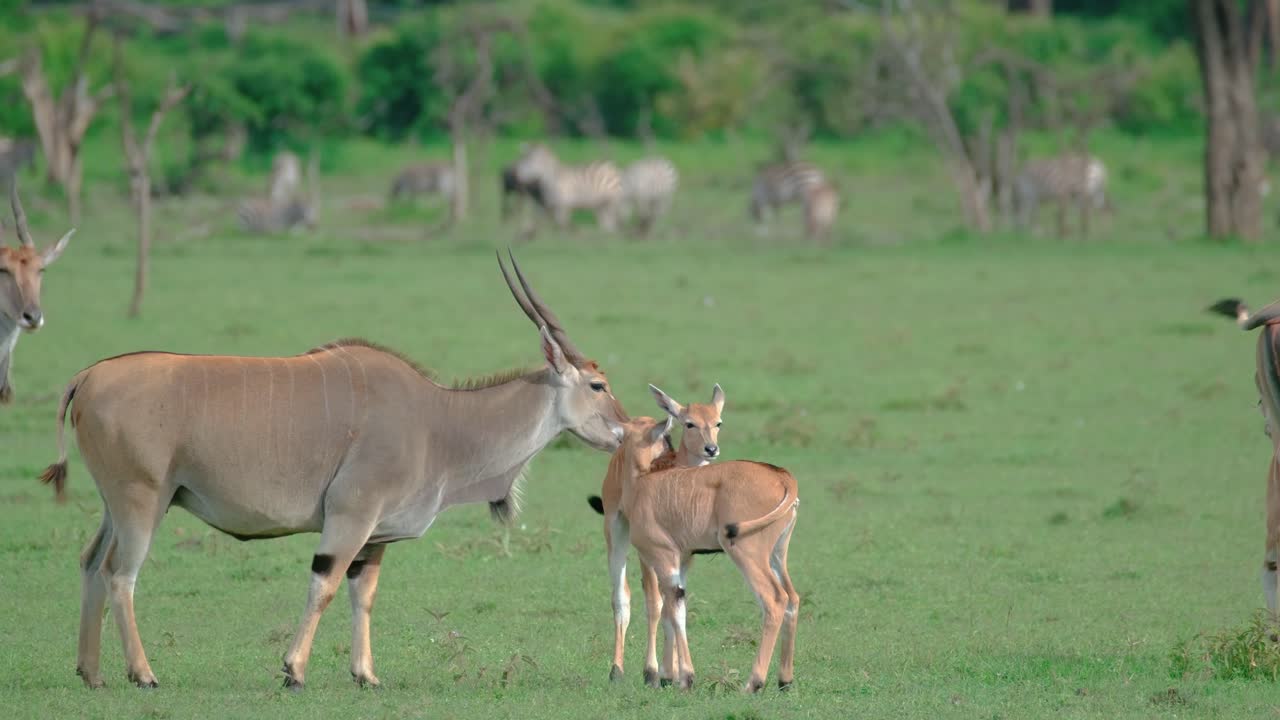 elands comunes con terneros en las llanuras de maasai mara en kenia, áfrica oriental
