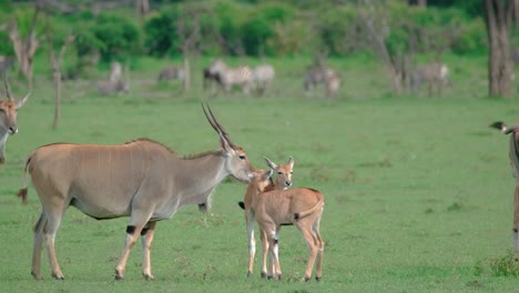 common elands with calves on the plains of maasai mara in kenya, east africa