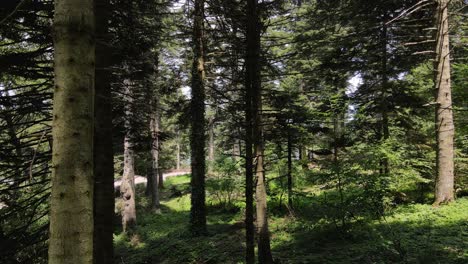 bosque natural épico árboles aéreos