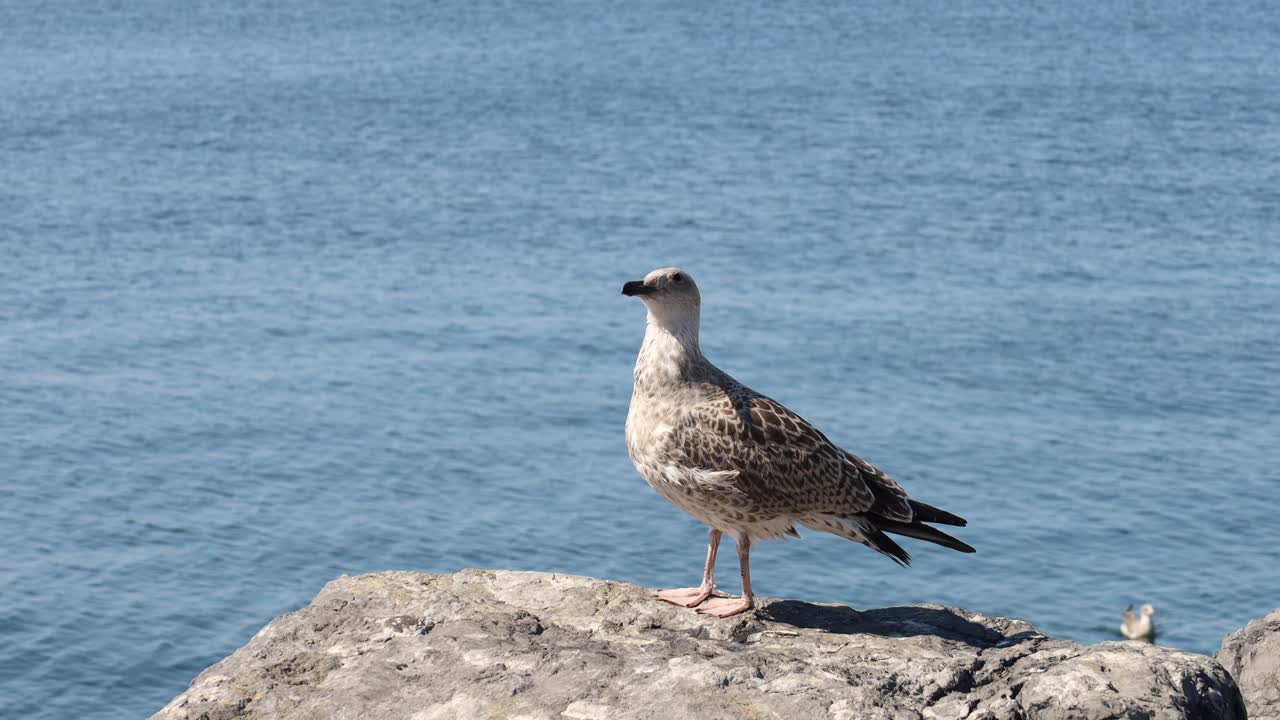 Close-Up of a Seagull Standing on a Rock by the Sea