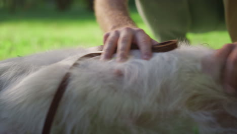 las manos del hombre sostienen la correa en primer plano, el hombre acaricia el vientre del golden retriever en el parque.