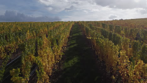 Langsam-Aufsteigender-Schuss,-Der-Den-Großen-Weinberg-In-Riquewihr,-Elsass,-Frankreich-Zeigt