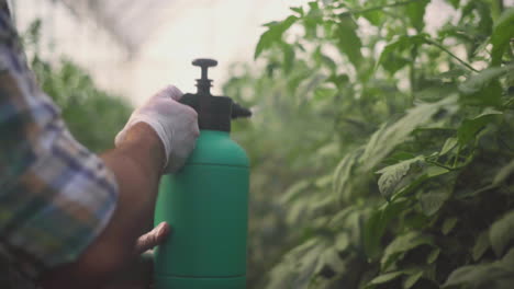 Farmer spraying tomatoes in greenhouse