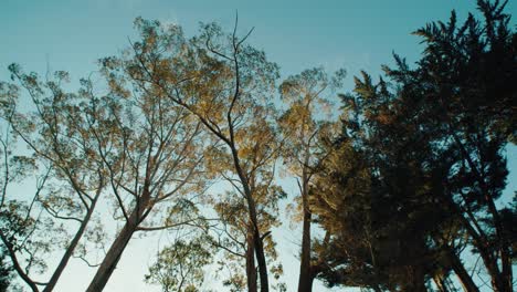 árboles de tiro panorámico de ángulo bajo con un hermoso cielo azul