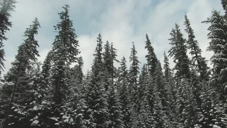 4k 空中雪地常青树在冬季无人机卡车从左到右拍摄