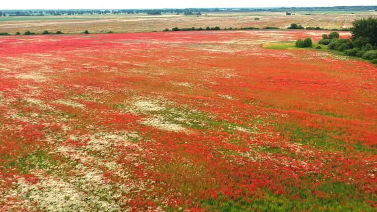 Aerial View of a Stunning Red Poppy Field