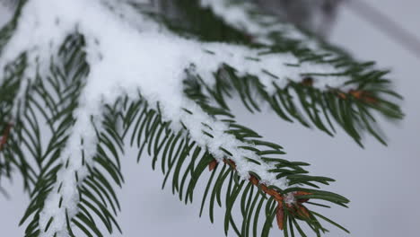 frozen branches