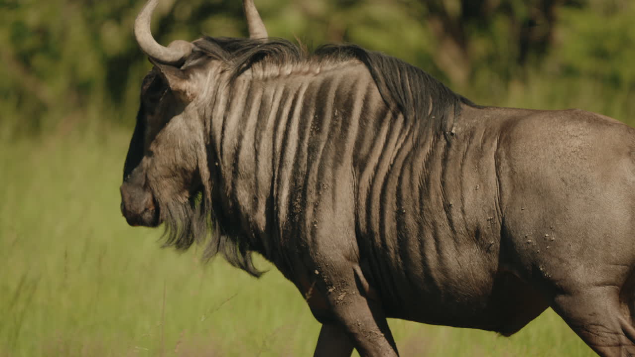 Wildebeest in the African Savanna