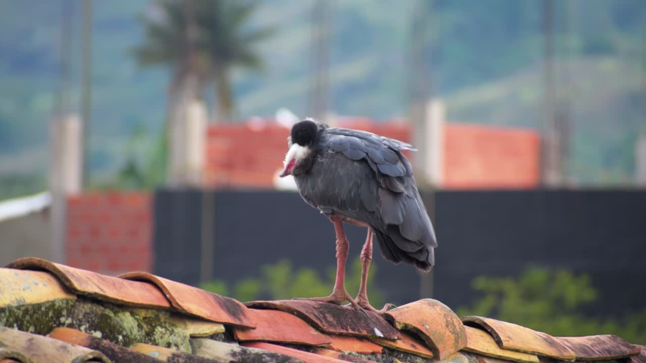 북쪽 비명을 향한 전면, 남쪽 비명을 바라보는, chauna torquata는 지붕에 여전히 서 있습니다, 야생 동물.