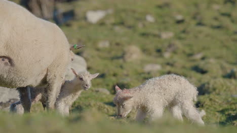 beautiful scene of fresh newborn lamb babies