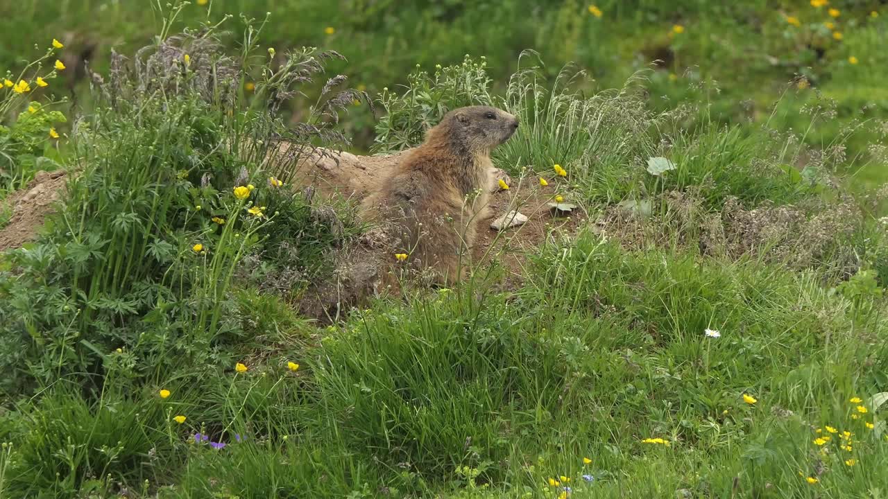 Alpine marmot also called murmeltier in the Alps of Austria lies relaxed in the grass