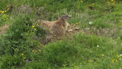 alpine marmot also called murmeltier in the alps of austria lies relaxed in the grass