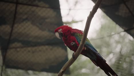 Close-up-red-parrot-standing-on-a-tree-branch-and-looking-at-camera