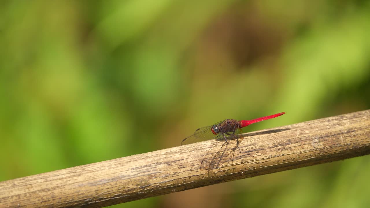 libélula roja en un bambú con fondo de naturaleza borrosa con copyspace