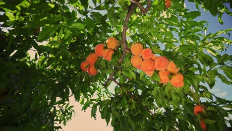 big juicy peaches on the tree. fabulous orchard. agriculture. magical sunlight. fruits ripen in the sun.