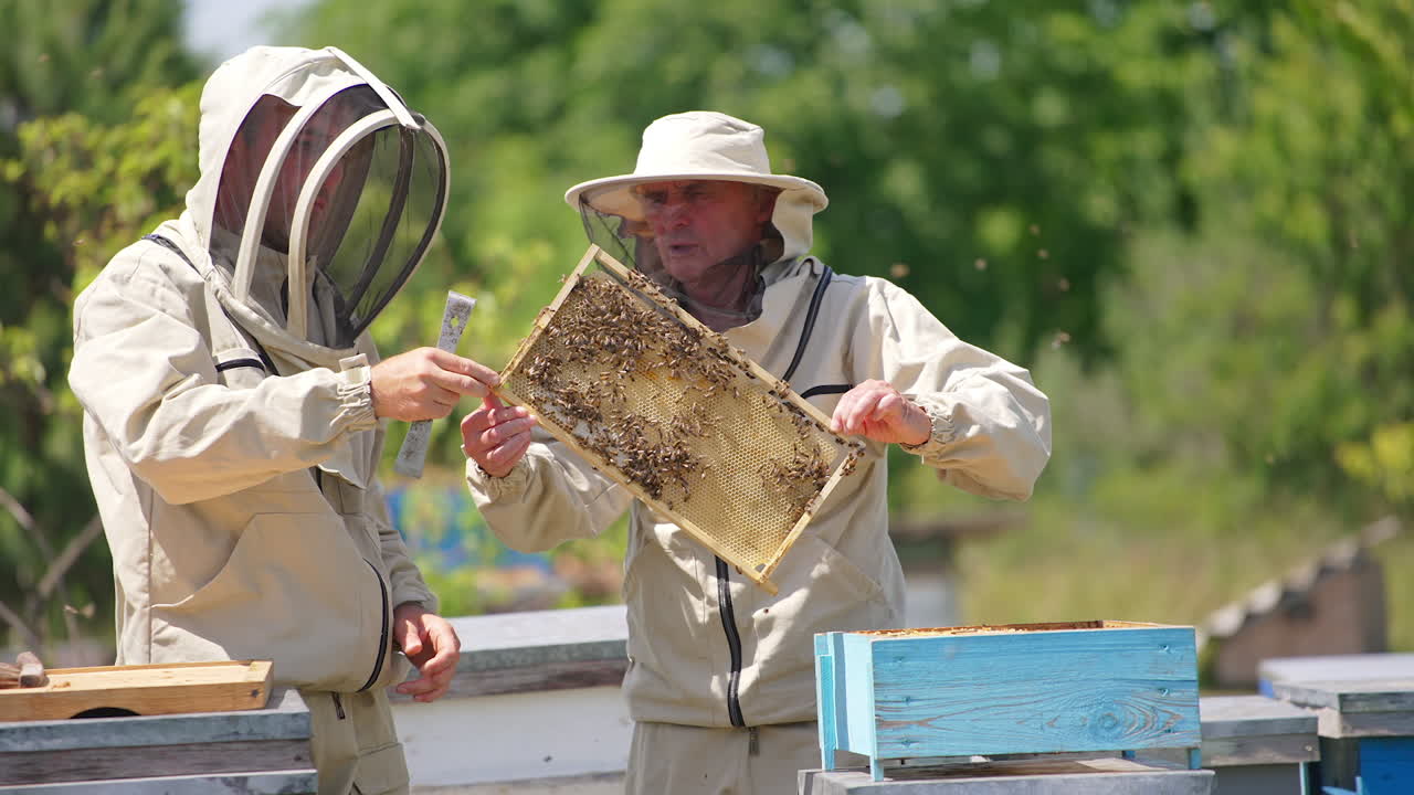Male beekeepers hold a frame and talk about it. Men discuss the frame covered with bees. Blurred nature background.
