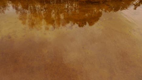 reflejo del bosque y las nubes en el agua