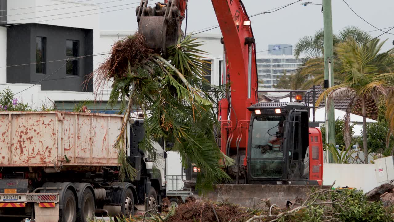 Excavator removes and lifts palm vegetation, depositing it into a dump truck on a construction site in Gold Coast, Australia. Overcast daylight, static camera
