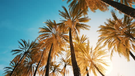 view-of-the-palm-trees-passing-by-under-blue-skies