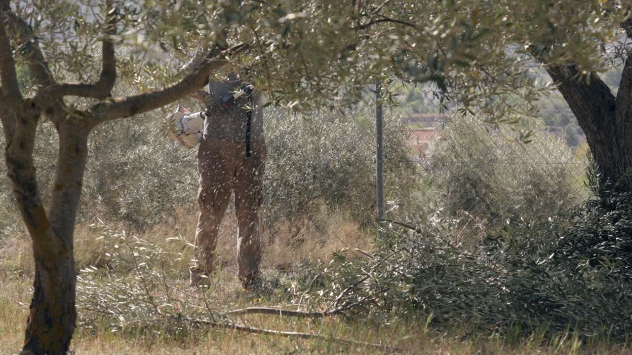 올리브 나무 들 에서 체인 사 와 함께 올리브 나무 를  ⁇ 는 사람