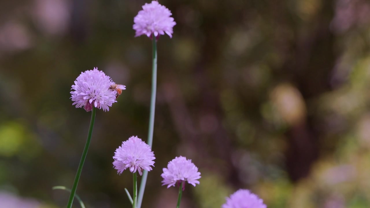Bee on a clover blossom with other insects flying around