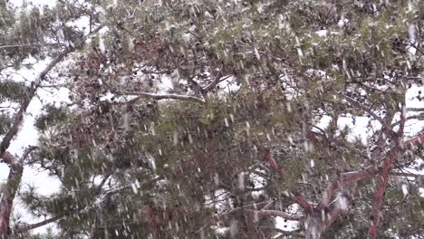 Fuertes-Nevadas-Cayendo-A-Cámara-Lenta