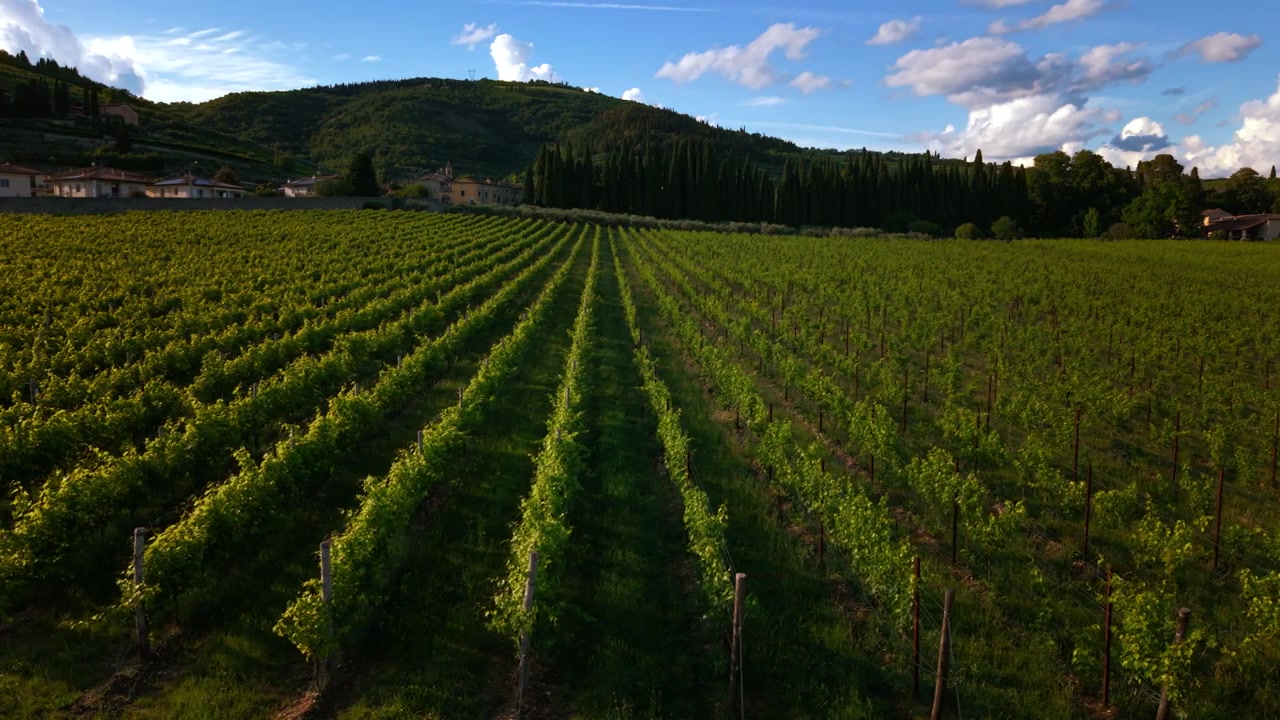 Filari di viti agricole che si estendono attraverso la Valpolicella, Veneto. Zona vinicola del Ripasso e dell'Amarone.