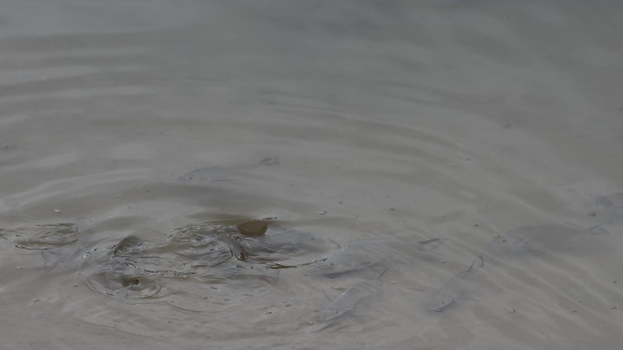 물고기는 혼란스러운 모래 물에서 무리를 짓고 먹이를 먹습니다.