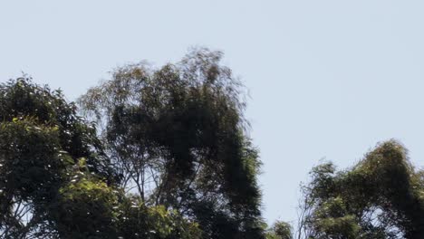 Gum-Trees-Moving-In-Strong-Wind