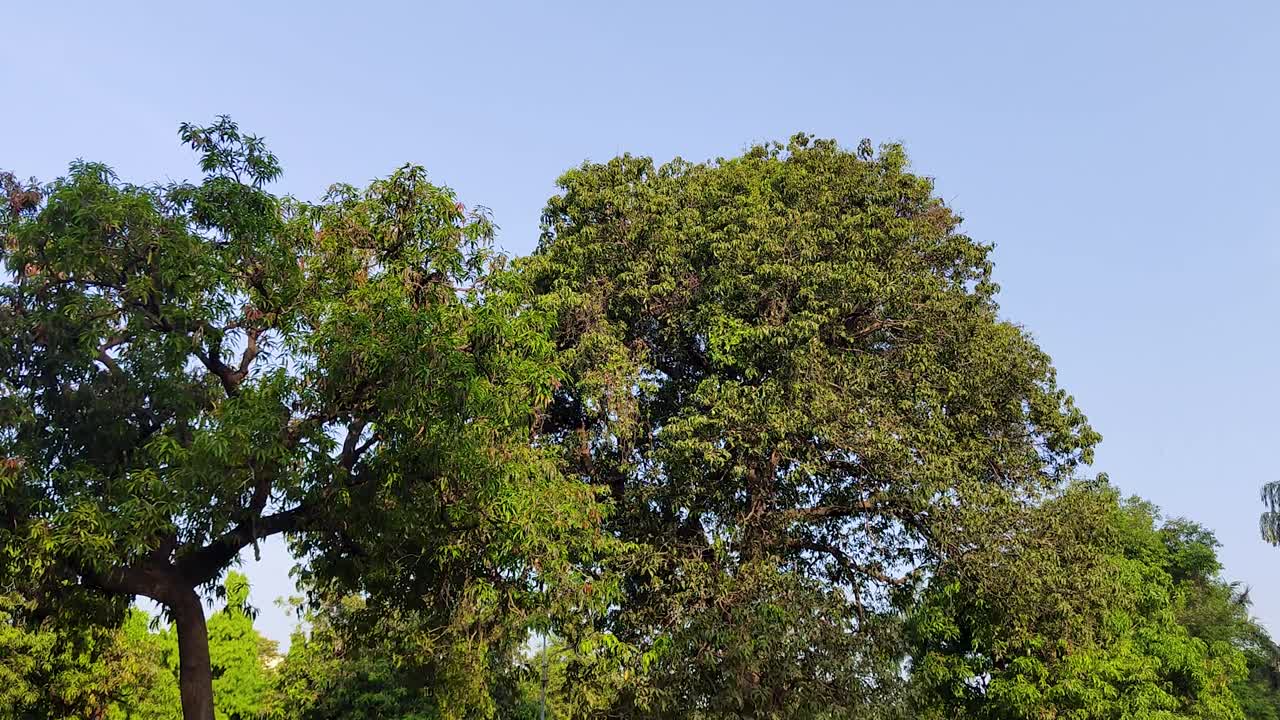 Steady shot of green trees from below in the morning, Sunrays and blue sky in background