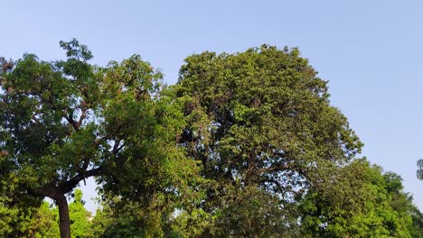 Steady-shot-of-green-trees-from-below-in-the-morning,-Sunrays-and-blue-sky-in-background