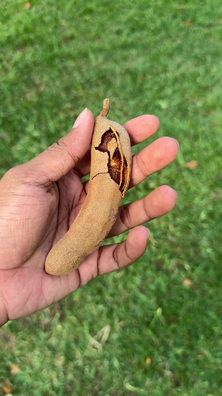 Hand met een rijpe tamarindepeul buiten