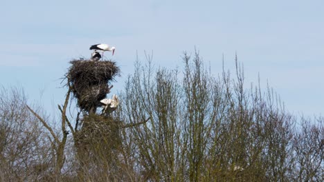 white stork family perched in nest on top of trees in middle of pond