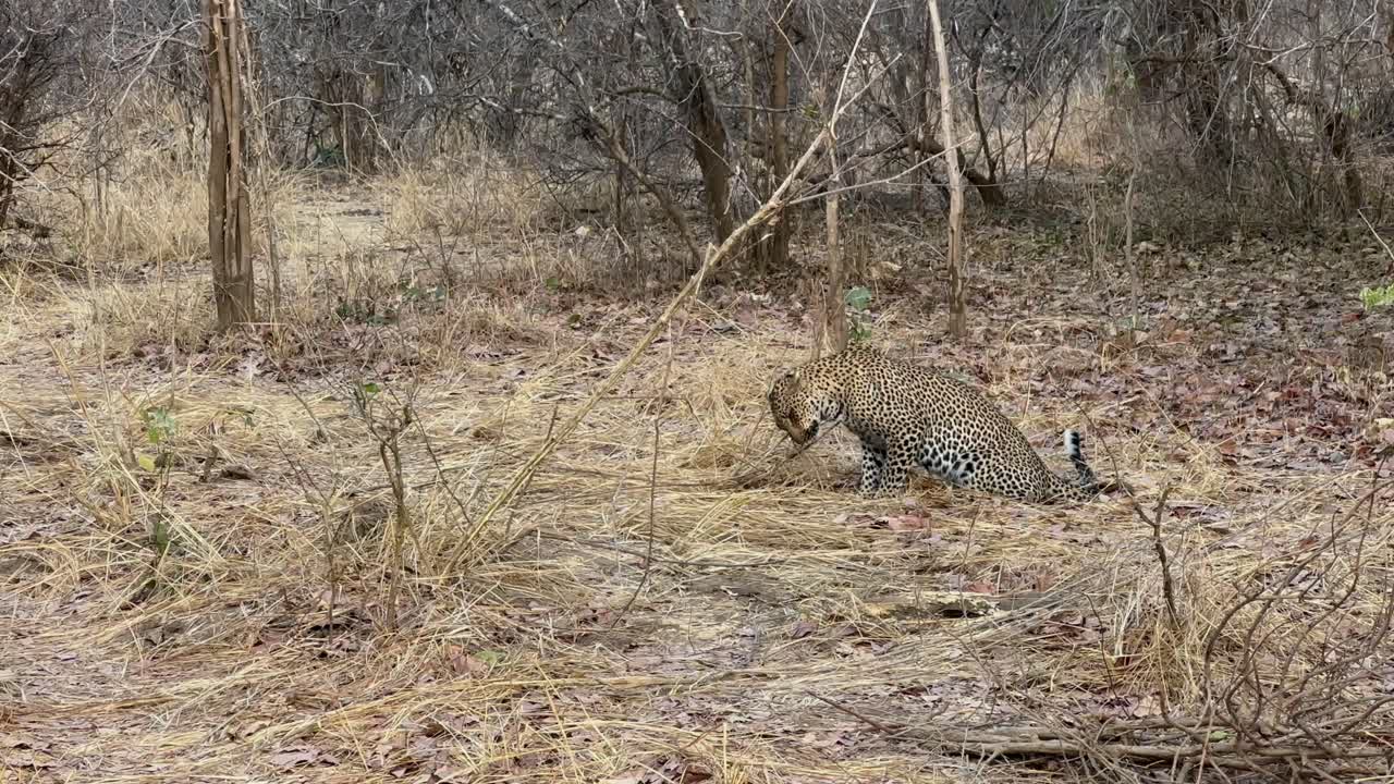 잠비아 의 사우스 루앙가 국립 공원 에서 자신을 고 있는 호랑이 (판테라 파르두스)