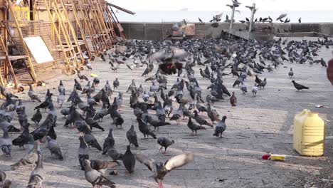 Las-Palomas-Se-Juntan-En-Mumbai